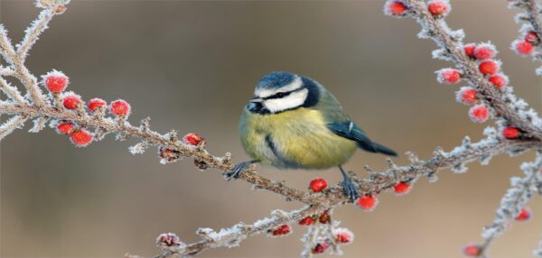 Lunarable Bird Pencil Pen Holder, Blue Tit Parus Caeruleus on Berries in Frost Midlands Winter Time Britain UK Woodland, Printed Ceramic Pencil Pen Holder for Desk Office Accessory, Multicolor - Image 2
