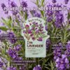TONYMOLY I’m Lavender Sheet Mask – Korean Hydrating & Moisturizing Face Mask with Vitamin Infused Lavender & Rosemary Extract, Soothes Skin