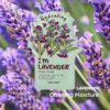 TONYMOLY I’m Lavender Sheet Mask – Korean Hydrating & Moisturizing Face Mask with Vitamin Infused Lavender & Rosemary Extract, Soothes Skin